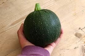 Piante & sementi: La courgette 'Tondo di Piacenza' 10g – Nuovo (secondo la descrizione) da Bremblens venduto da FIBONACCI369 1