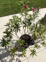 Oleander im Topf pink blühend