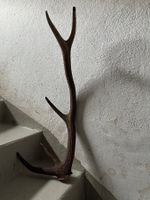 Hirschgeweih, Fund