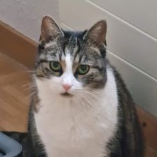 Profile image of PMargarido