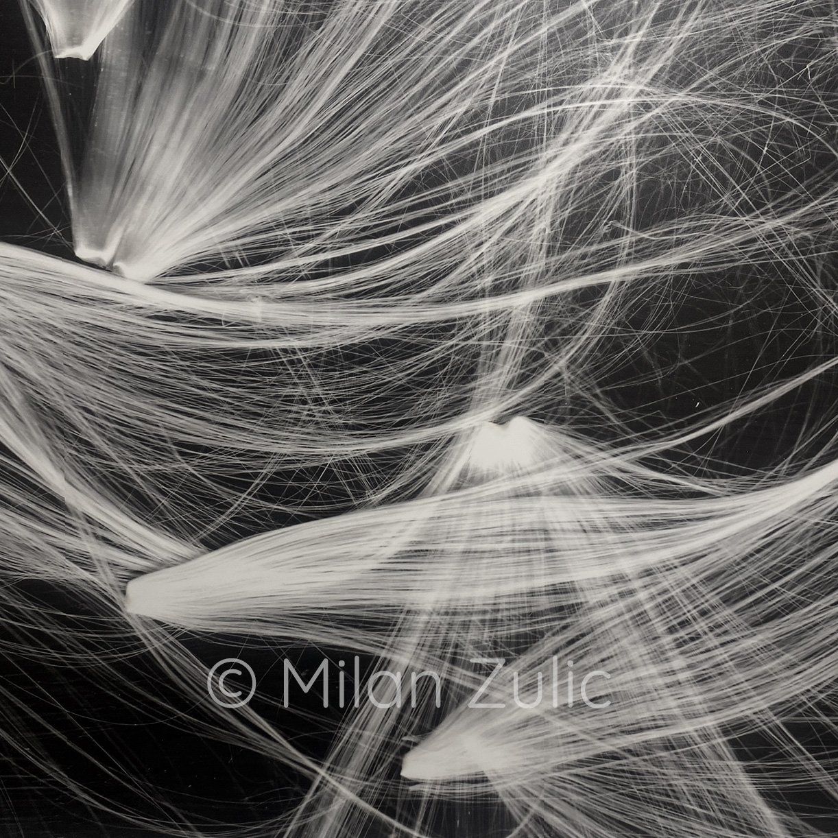Foto & Immagini: Milan Zulic ~44 – Nuovo (secondo la descrizione) da Uetikon am See venduto da mil_7k2b 3
