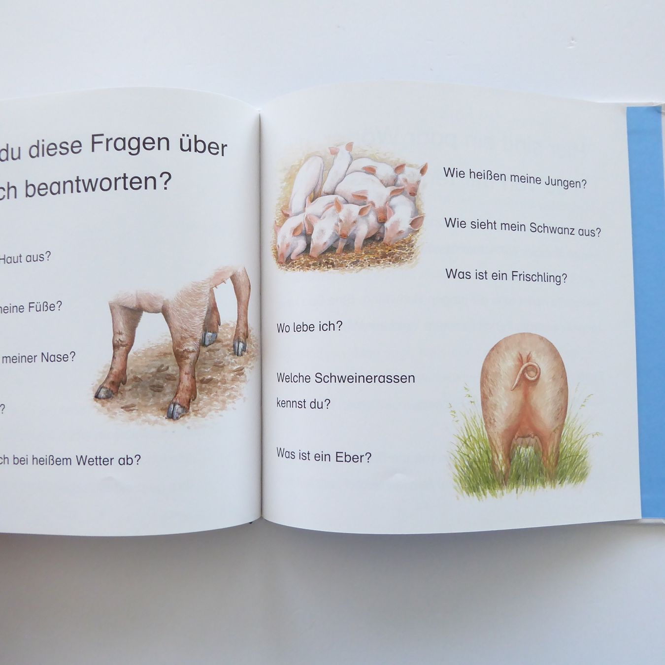 Livres: Wer bin ich? – D'occasion à Basel par Kunterbunt12 7