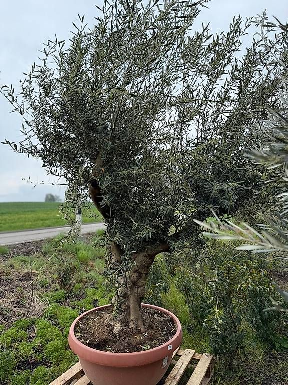 Pflanzen & Samen: Olivenbaum in Tontopfoptik 1 – Neu und originalverpackt aus Zuckenriet von Thur_Plant 1