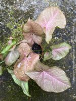 Syngonium Podophyllum Pink - rosa Blattschmuckpflanze