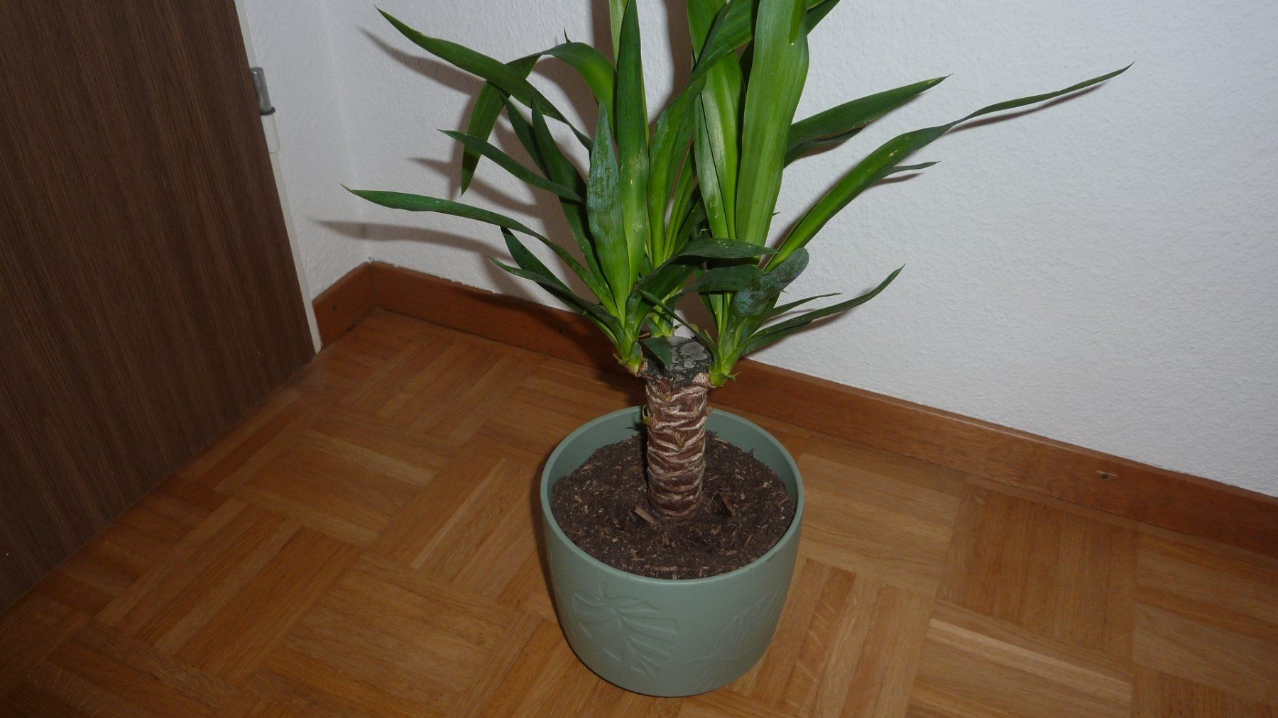 Piante & sementi: yucca palme – Nuovo (secondo la descrizione) da Füllinsdorf venduto da pmarkus