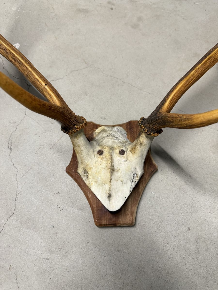 Il mondo degli animali: Hirschgeweih auf Holzschild – Usato da Wabern venduto da sea_rnh9 1