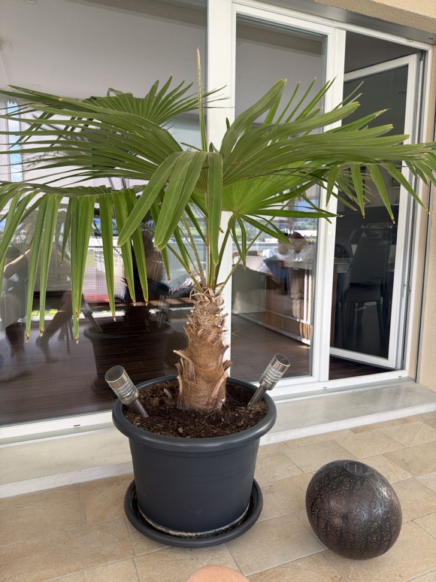 Pflanzen & Samen: Palme zu verkaufen – Neu (gemäss Beschreibung) aus Kaltbrunn von oli_mlf8