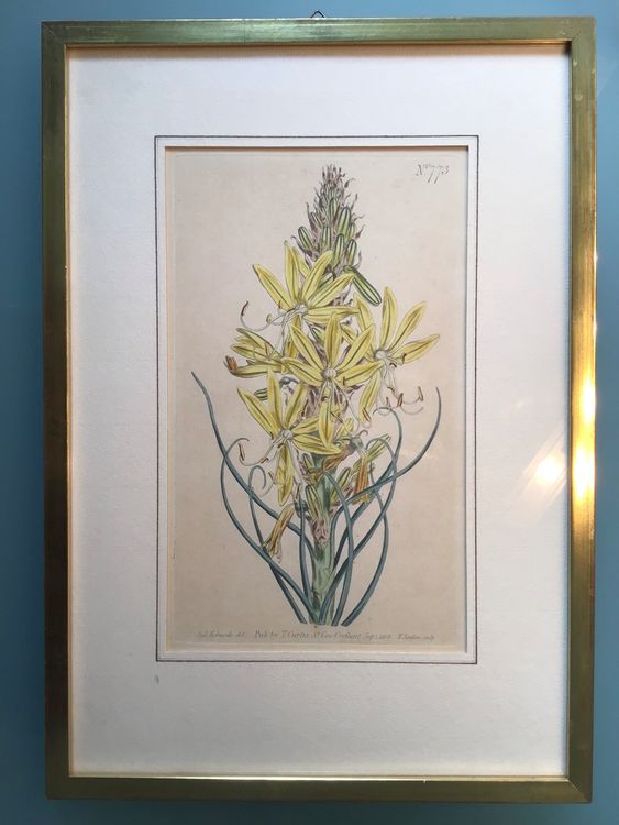 Kupferstich T.Curtis Botanical Magazine Blatt 773 von 1804 (Gebraucht ...