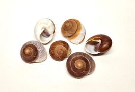 Schneckenhaus Lamarkiana 6 - 8 cm - 4 Stück *Ausverkauf*