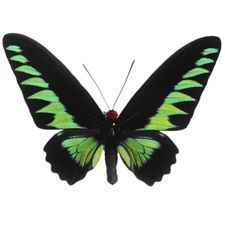 Profile image of Trogonoptera