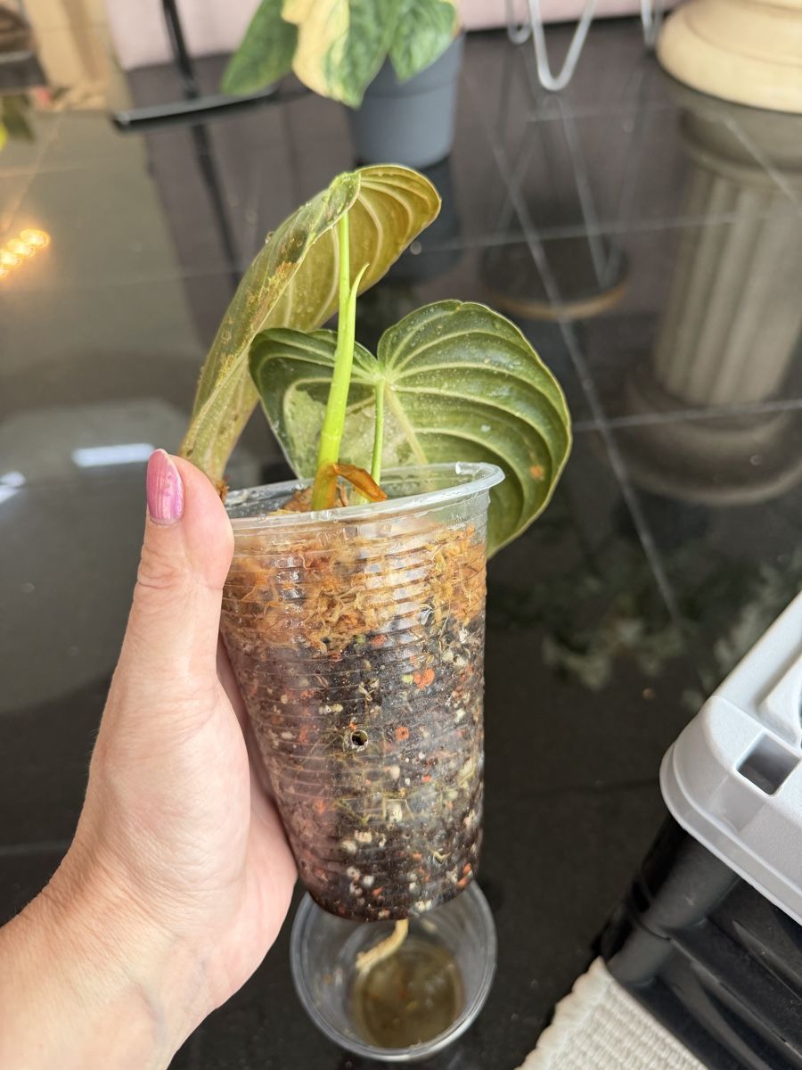 Piante & sementi: Philodendron Melanocrysum Variegata – Nuovo (secondo la descrizione) da Buchrain venduto da Stetoscop 2