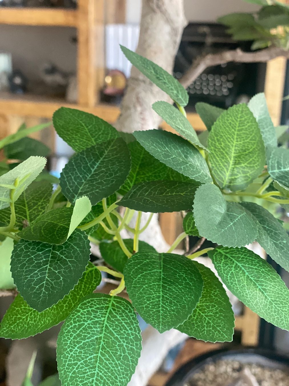 Piante & sementi: Imposanter Ficus - einzigartiger Blickfang – Usato da Aarau Rohr venduto da Sergiomendez 6