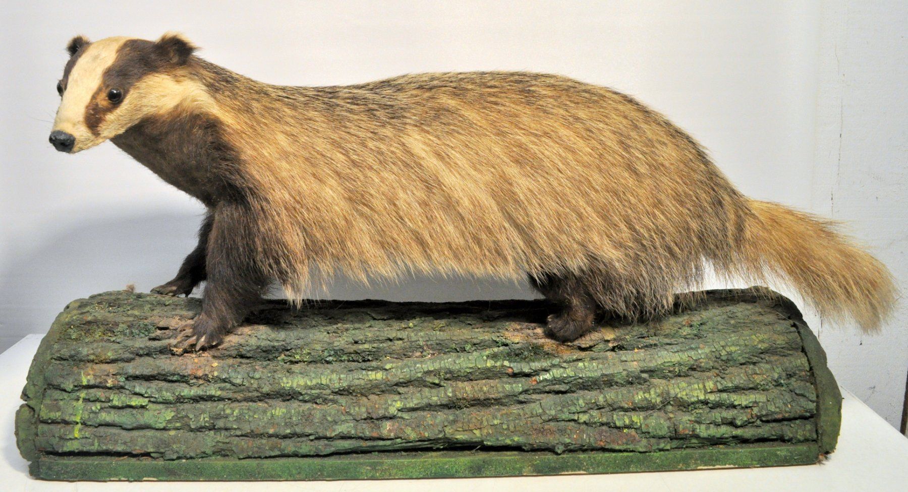 Welt der Tiere: Blaireau naturalisé – Gebraucht aus Neuchâtel von Neuchatel