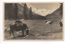 PONTRESINA Kühe auf der Alp
