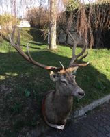 schöner grosser Hirsch, Trägerpräparat