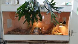 Grosses, massgefertigtes Terrarium für Wüstenreptilien