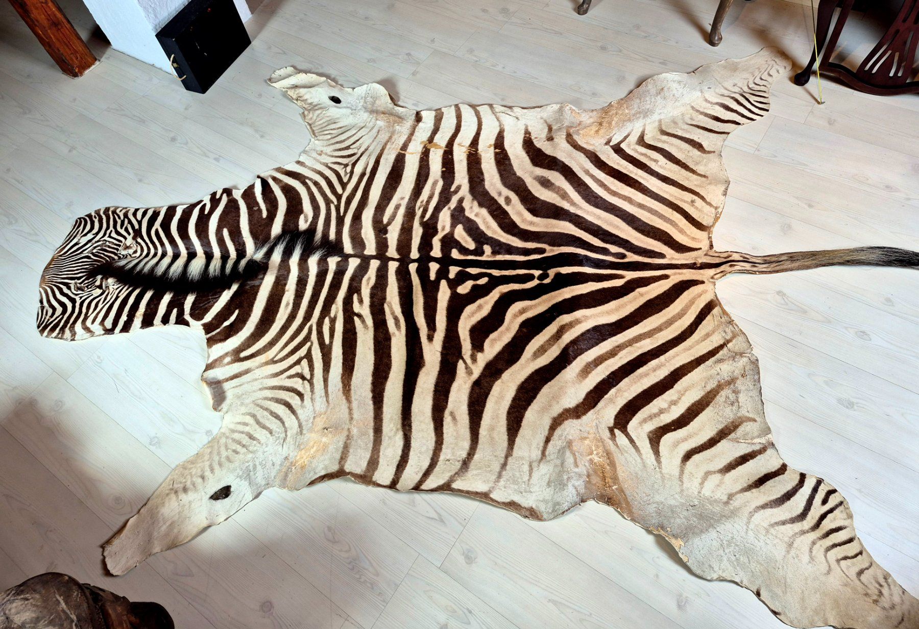 Il mondo degli animali: Veritable peau de zebre Burchell/ Echtes Burchell Zebrafell – Usato da Treyvaux venduto da Kbh2000 2