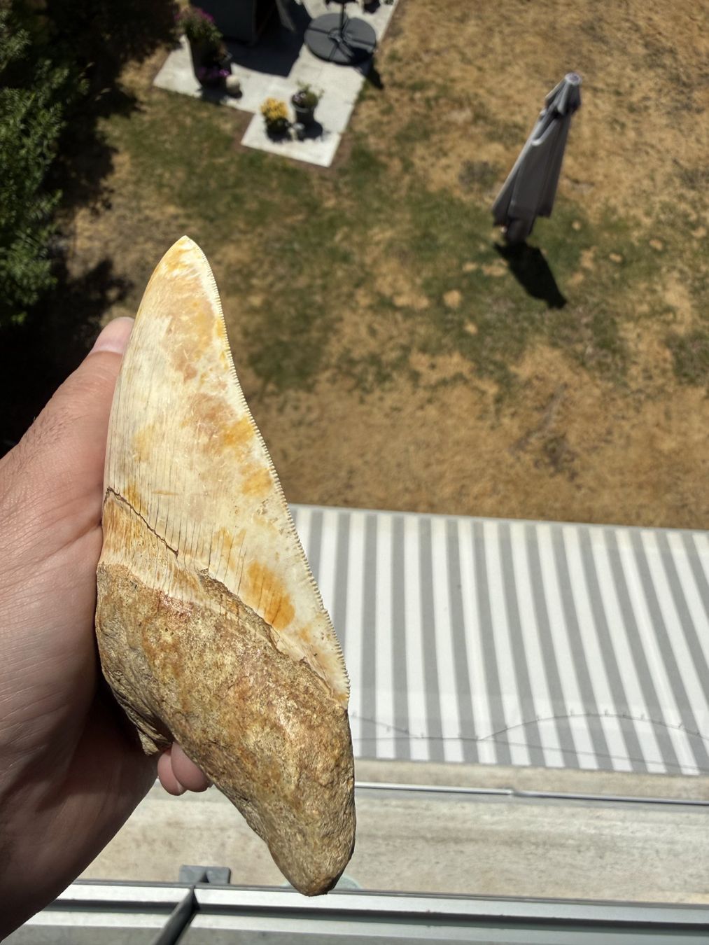 Fossilien: Monster Megalodon Zahn Indonesien – Gebraucht aus schüpfen von rica122 2