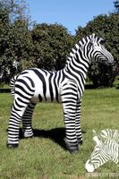 Aublasbare inflatable jet creation zebra