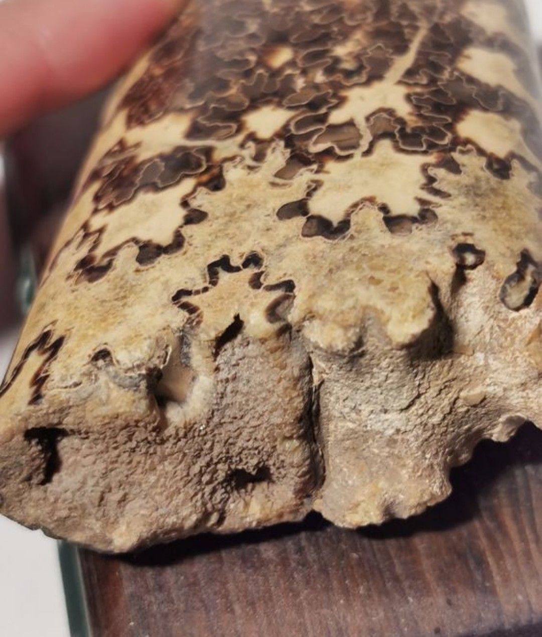 Fossiles: Sammlung Fossilien  – D'occasion à Basel par Treasurehunter 2