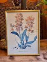 Botanischer Druck Orchidee Miss Drake 1841