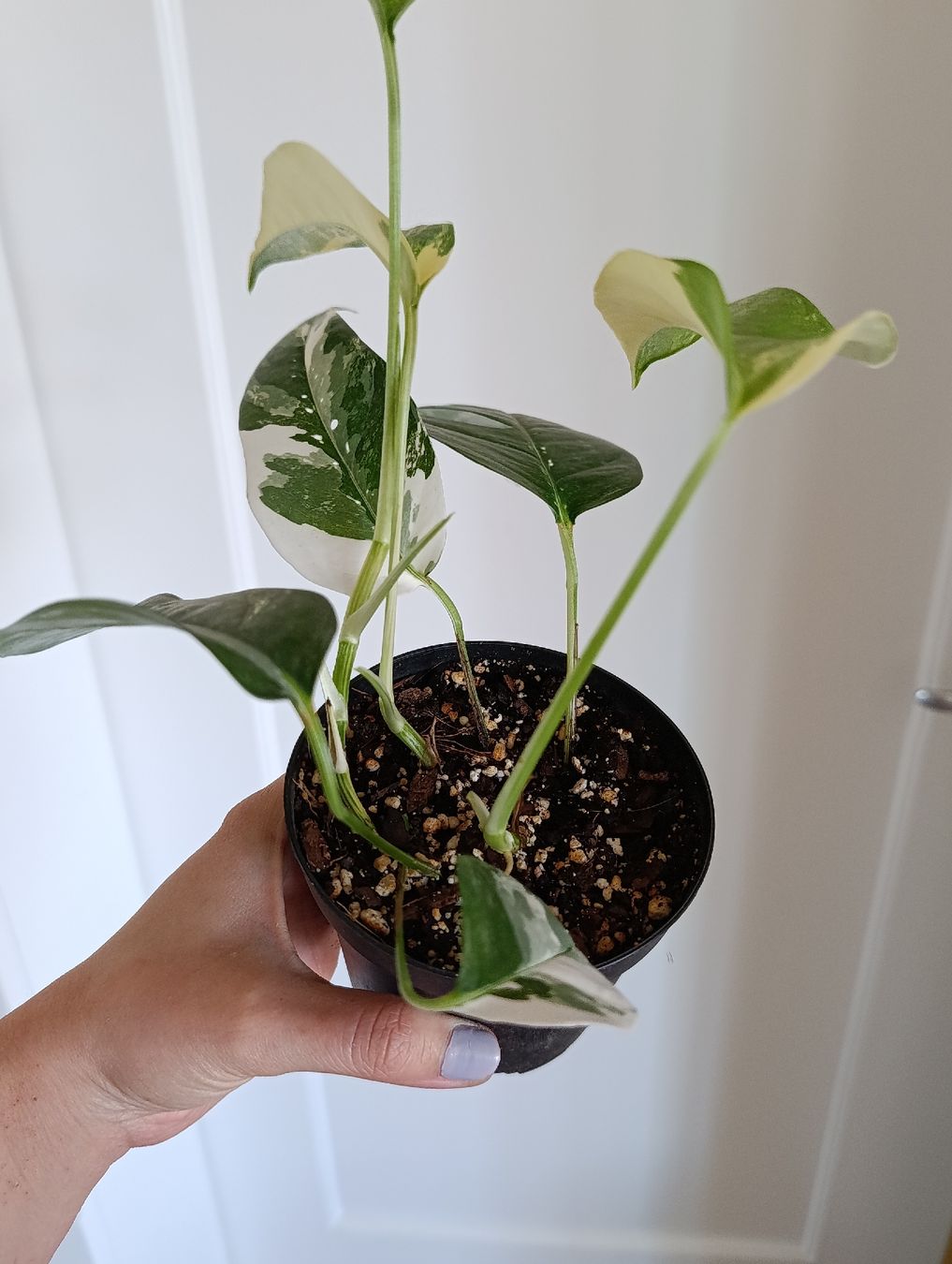 Pflanzen & Samen: Epipremnum Pinnatum Variegata  – Neu (gemäss Beschreibung) aus Baar von L.isa28 2