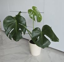 Monstera delicoosa inklusiv Topf 