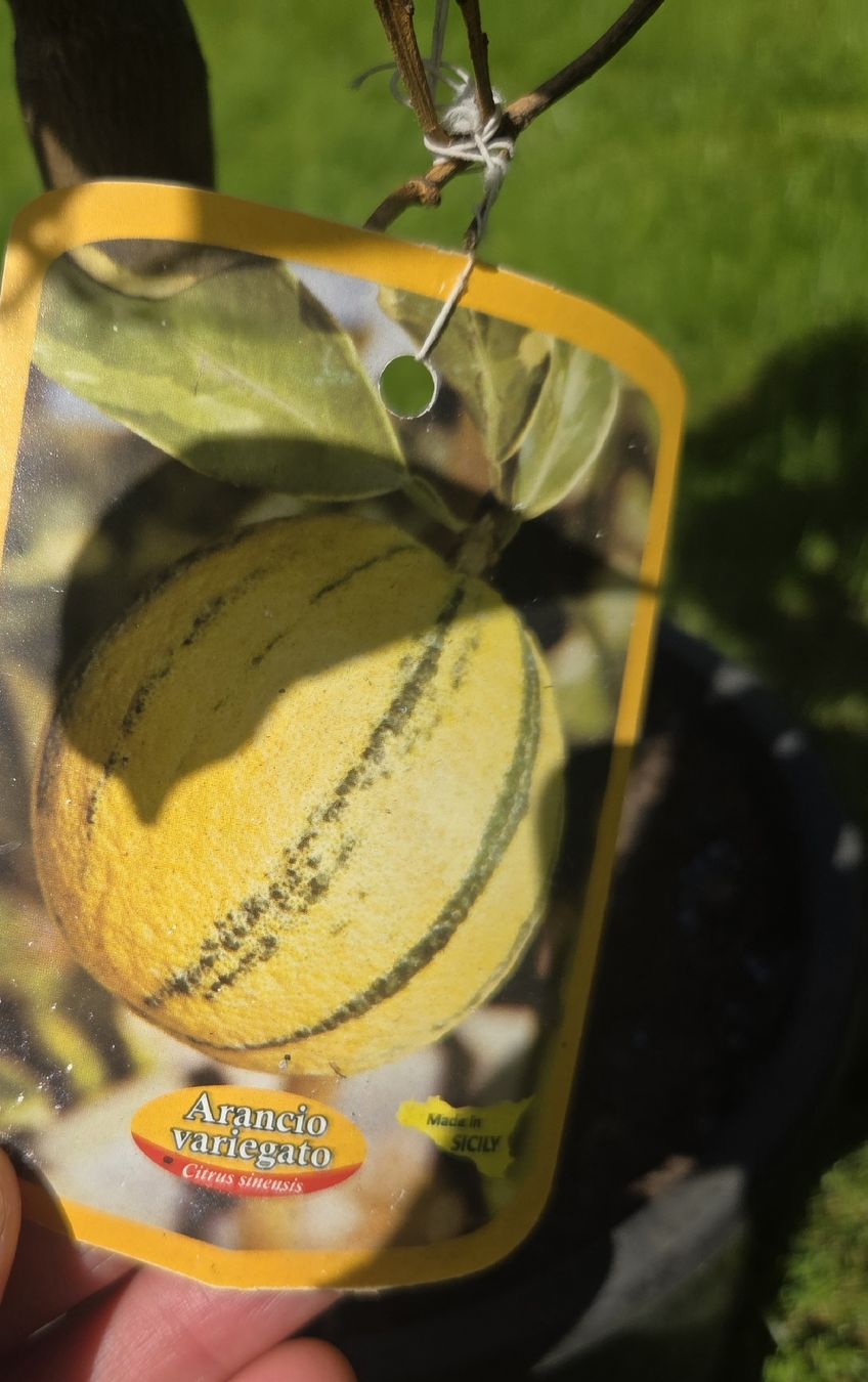 Piante & sementi: orangenbaum orange baum panaschiert zitrus – Usato da Unterlunkhofen venduto da tomnova 2