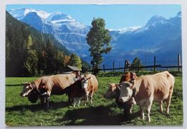 Lenk, B.O., Simmentalerkühe