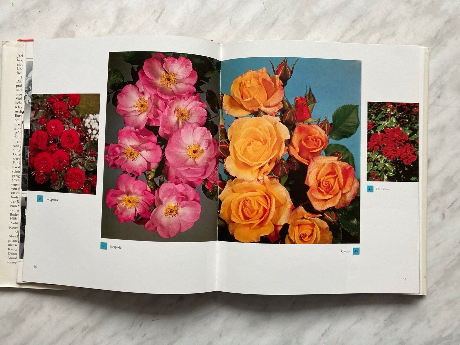 Libri: Die schönsten Rosen der Welt – Usato da Mirchel venduto da buecher_wurm 5
