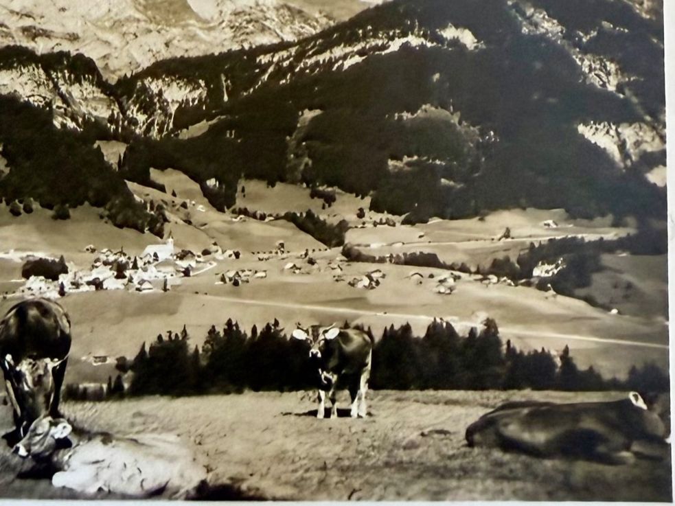 Cartoline postali: Wildhaus - Schafberg mit Kühe 1935 – Usato da Lutry venduto da Ediego 1