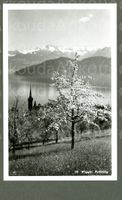 AK sw Weggis LU Frühling im Blust © Schneider ≈ 1940