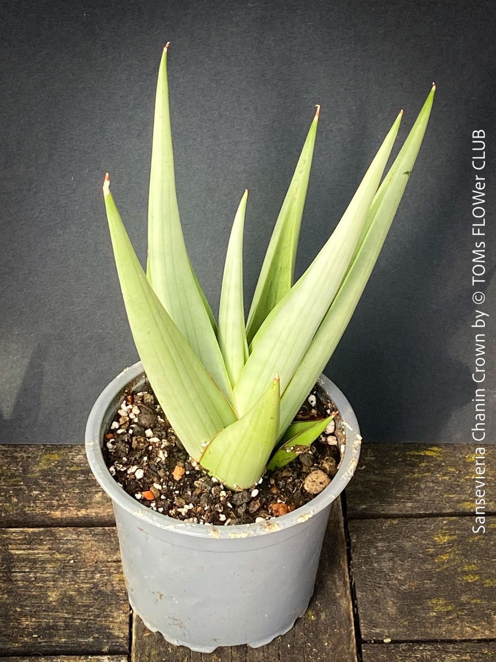 Piante & sementi: SANSEVIERIA CHANIN CROWN - mit wunderschönen Silber-Blättern – Nuovo e nell'imballaggio originale da Adliswil venduto da MarkyForest 1
