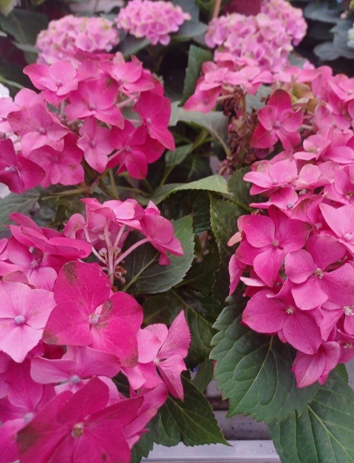 Piante & sementi: Hortensia Hydrangea Macrophylla Magical Revolution Rot 50cm – Nuovo e nell'imballaggio originale da Rovio venduto da POSITIFFARTandPLANTS 1