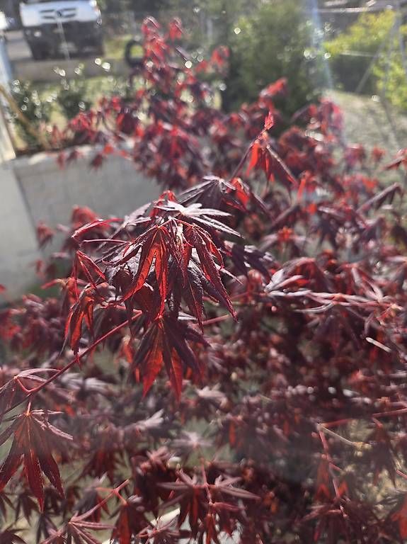 Piante & sementi: Acero rosso – Usato da Cadro venduto da Ema710 2