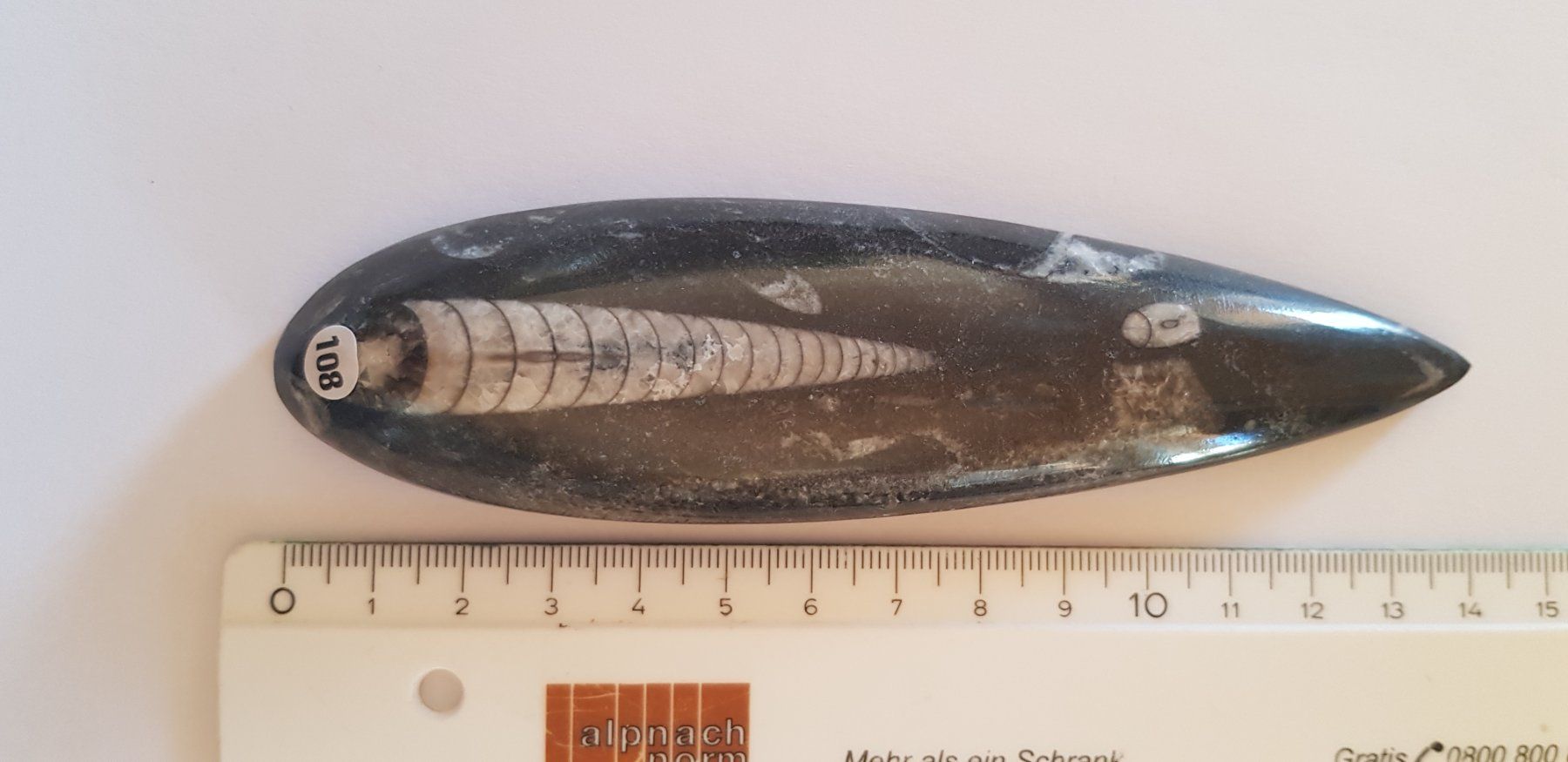 Fossilien: Orthoceras  Nr 108 – Neu (gemäss Beschreibung) aus Schwanden-Brienz von Testudo06