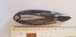 Orthoceras  Nr 108
