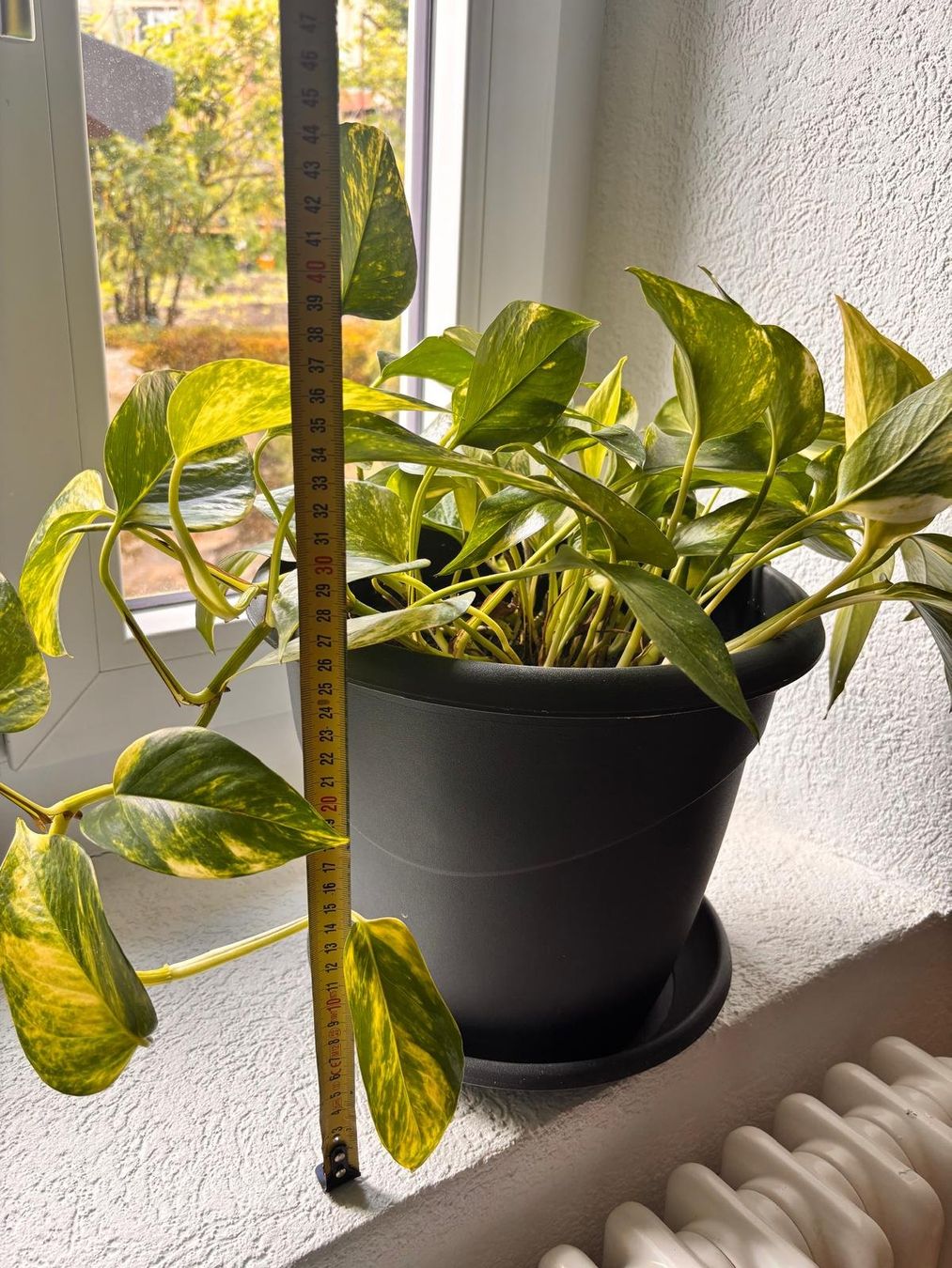 Piante & sementi: Pothos avec son pot – Usato da Romainmôtier venduto da val_r8sn 2