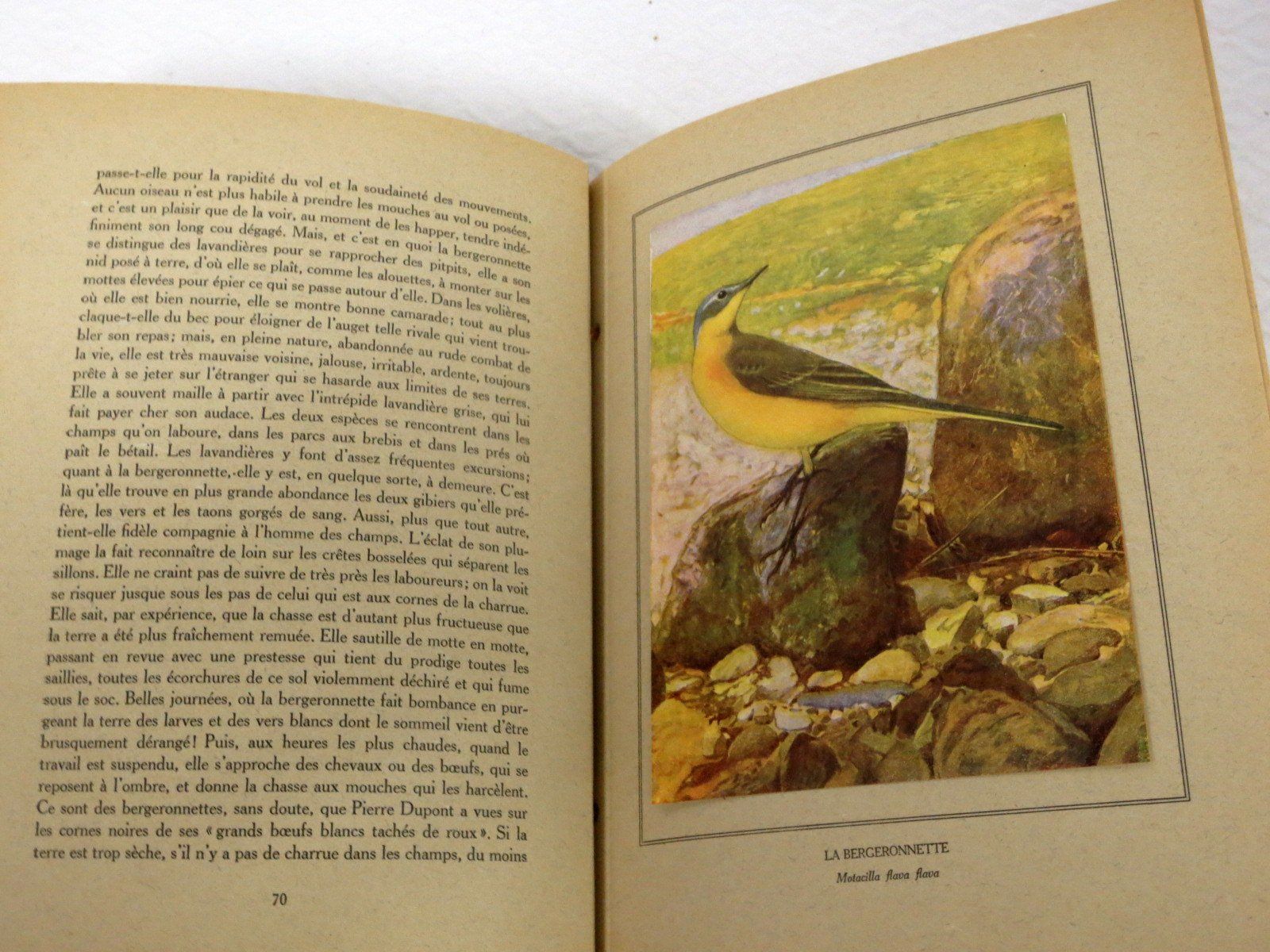 Libri: Nos oiseaux Eugène Rambert Paul Robert Livre illustré – Usato da Noville venduto da ceram 4