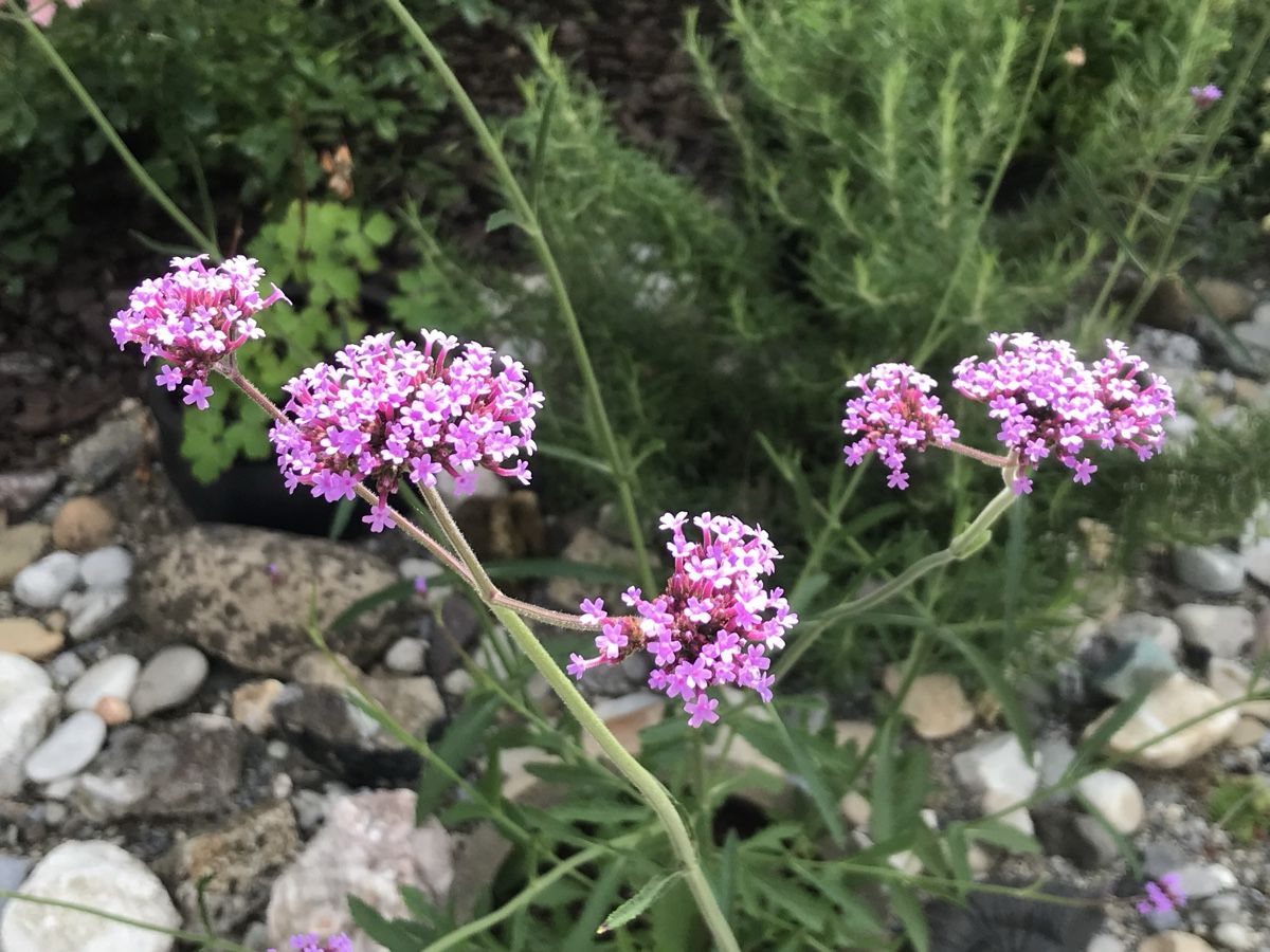 Plantes & graines: VERBENA - EISENKRAUT – Neuf (Voir description) à Buchs AG par fischli610 2