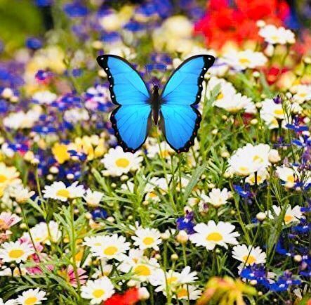 Piante & sementi: 500 SAMEN Blumenmischung Schmetterlinge‪ – Nuovo e nell'imballaggio originale da Rovio venduto da POSITIFFARTandPLANTS 7