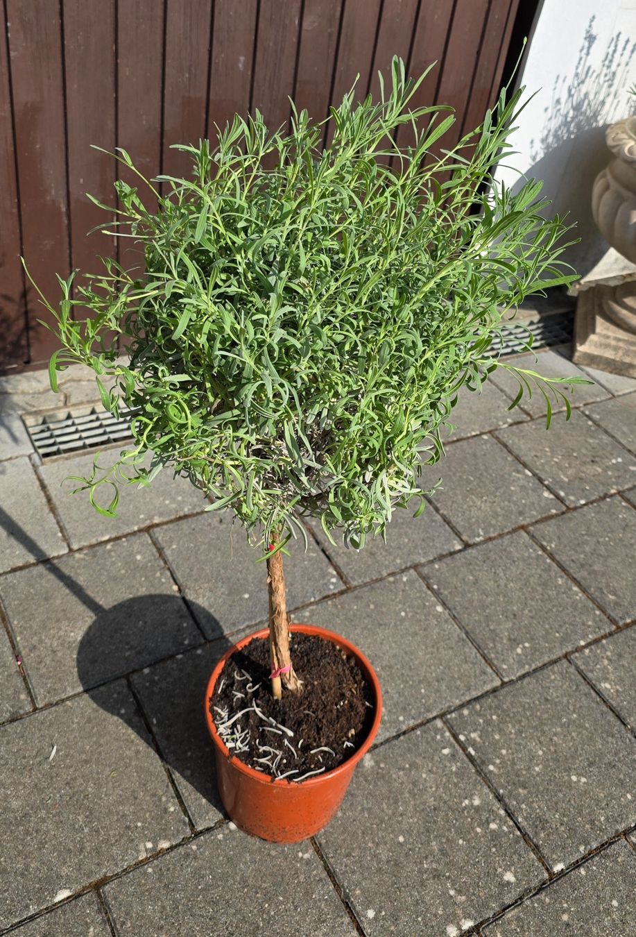 Pflanzen & Samen: Lavendel Stämmchen – Gebraucht aus Aarburg von popkorn65 2