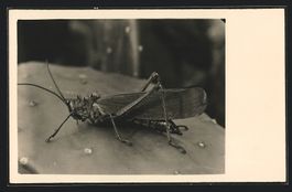 Fotografie Makroaufnahme Heuschrecke auf