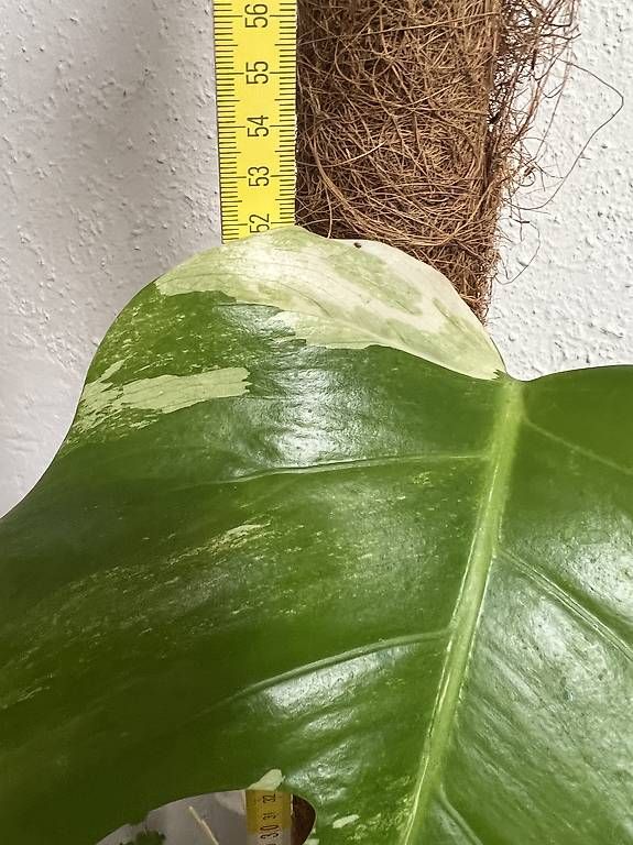 Monstera Variegata 52 cm Pflanze mit weier Panaschierung (Gebraucht) in  Basel fr CHF 39  nur Abholung auf Ricardo kaufen