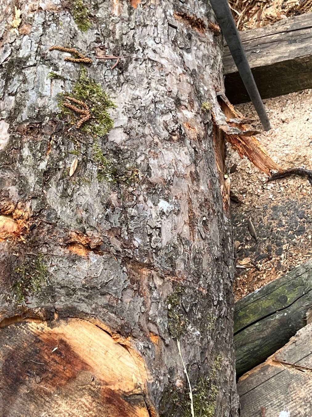 Holzartikel: Apfelbaumstamm – Neu (gemäss Beschreibung) aus Nürensdorf von Peterhakab 6