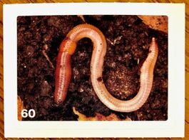Migros Nature Detectives - Bild Nr. 60