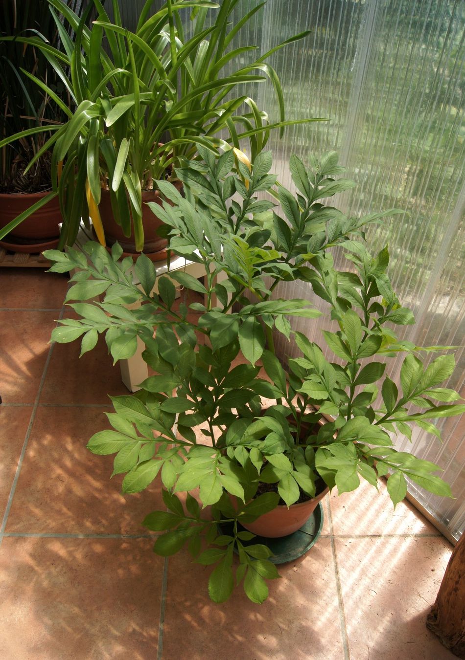 Piante & sementi: Amorphophallus rivieri - Tränenbaum, Titanwurz – Usato da Geroldswil venduto da botanicals