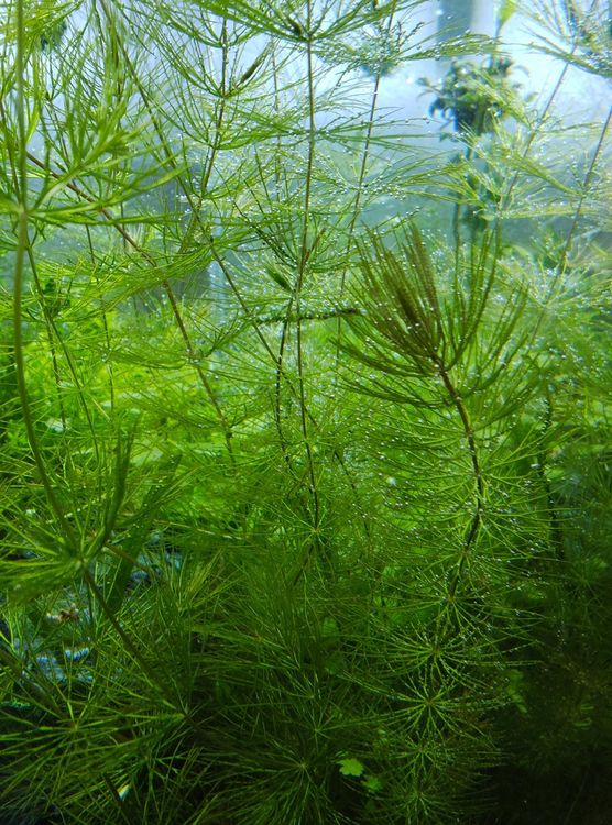 Ceratophyllum demersum (Hornkraut) Aquarium und Teich Kaufen auf Ricardo
