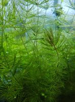 Aktion Ceratophyllum demersum (Hornkraut) Aquarium und Teich