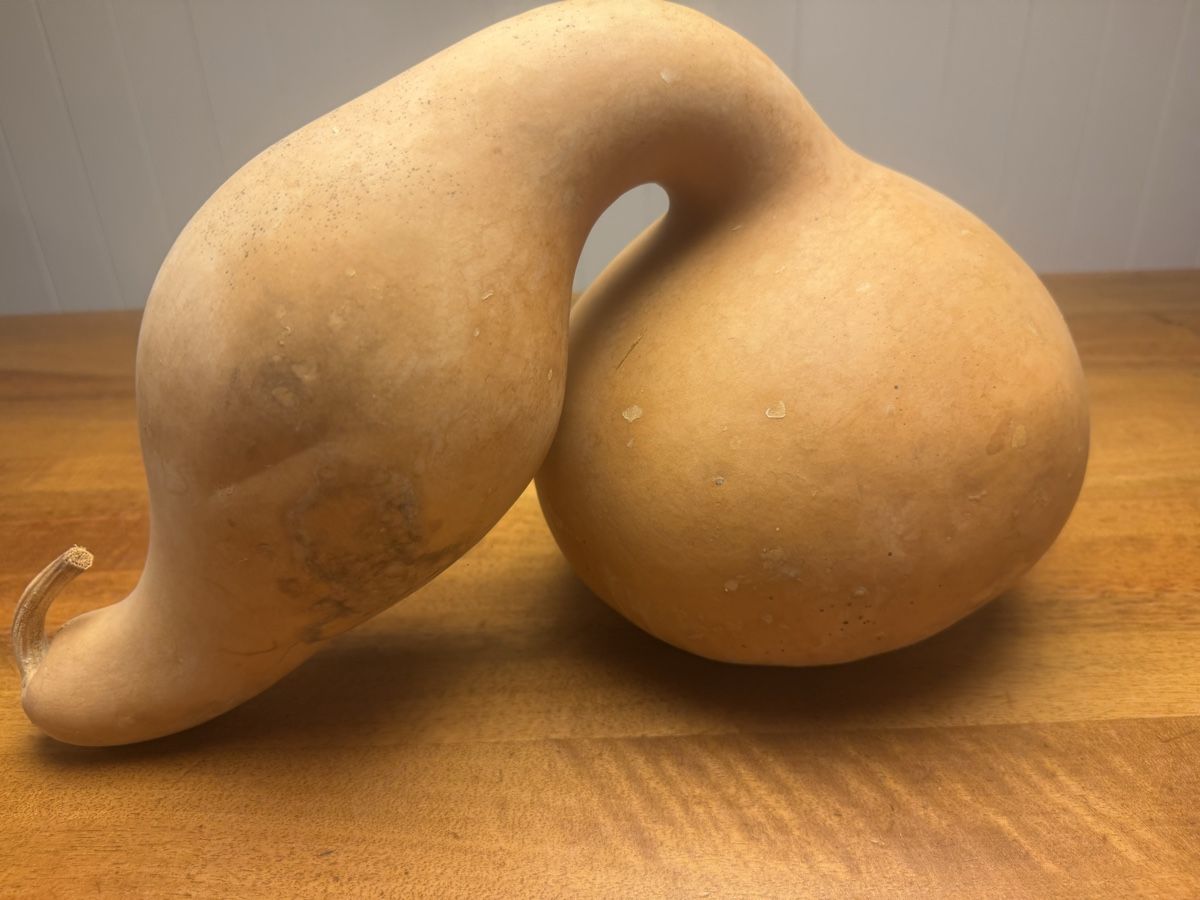 Tutte le decorazioni: Getrockneter Flaschenkürbis – Usato da Horgenberg venduto da pagi_11 1